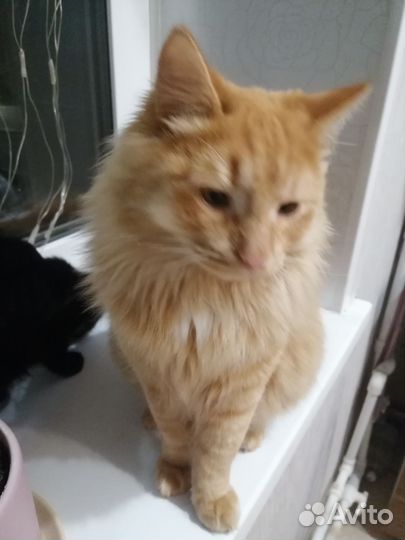 Кот метис мейкуна в дар