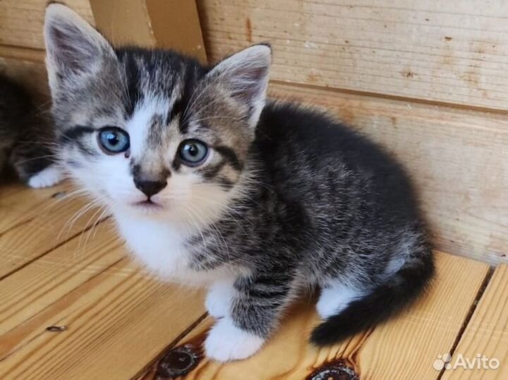Котёнок мальчик