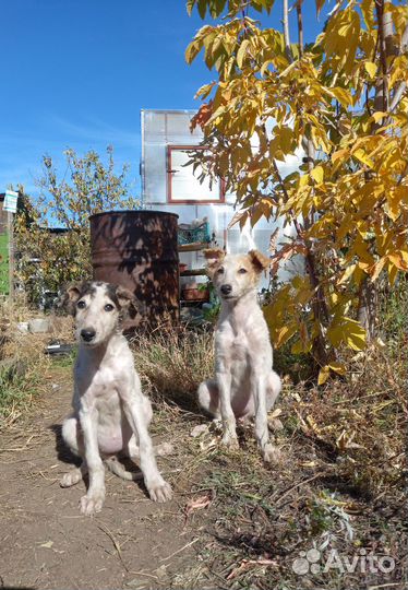 Щенки русской псовой борзой