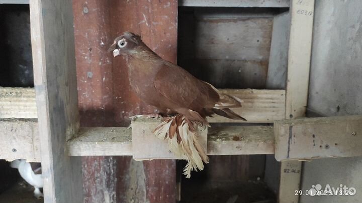 Голуби узбекские