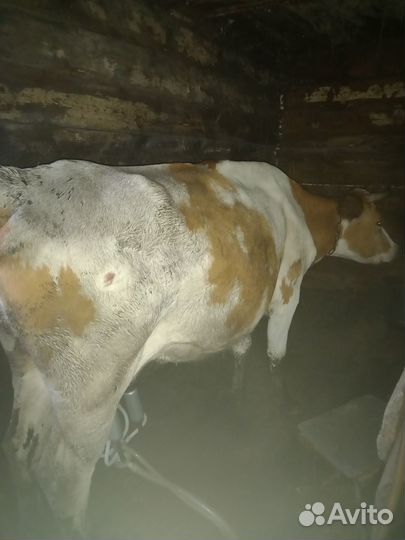 Продам корову дойную
