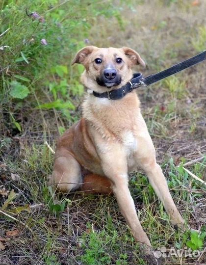 Собака Цуня