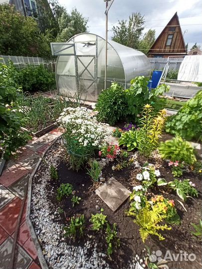 Тысячелистник махровый