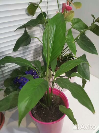 Спатифиллум. Цветок комнатный - Женское счастье