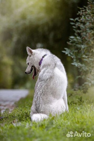 Сибирский хаски девочка