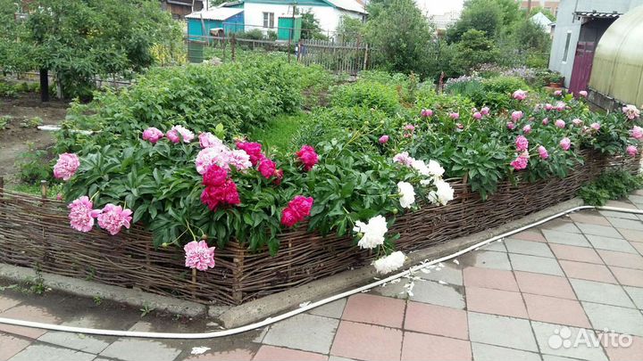 Пионы