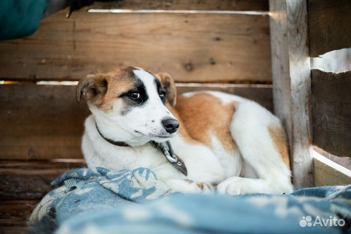 Собака в добрые руки