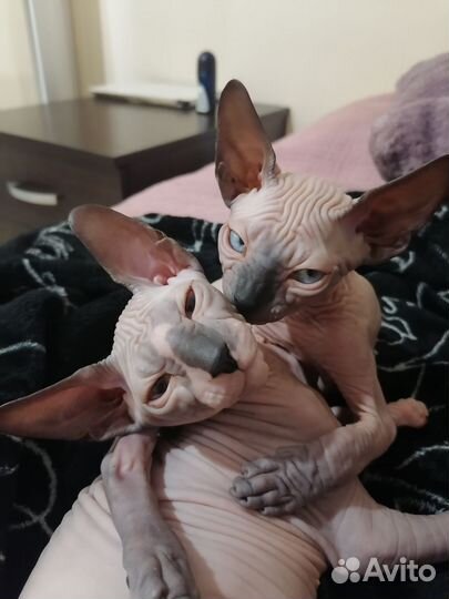 Донской сфинкс котята
