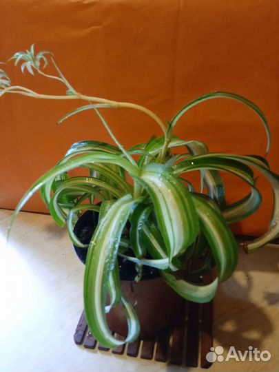 Хлорофитумы