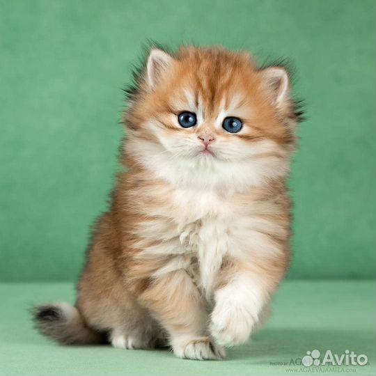 Золотые британские длинношерстные шиншиллы