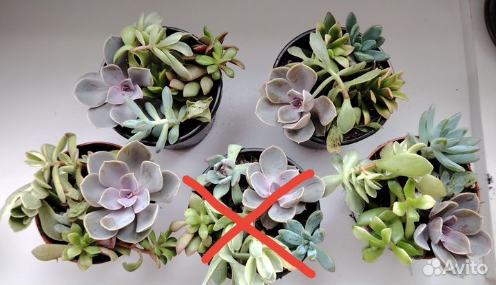 Суккулентный садик, набор суккулентов