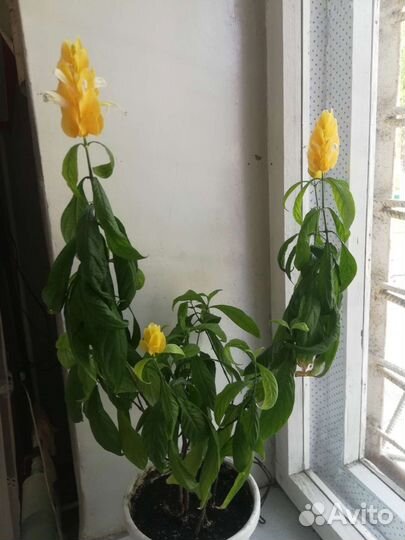 Пахистахис