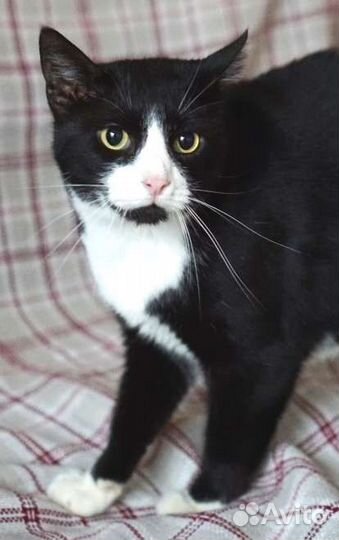 Маркиз большой- настоящий кот-бегемот)