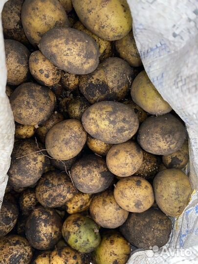 Картофель мелкий на корм