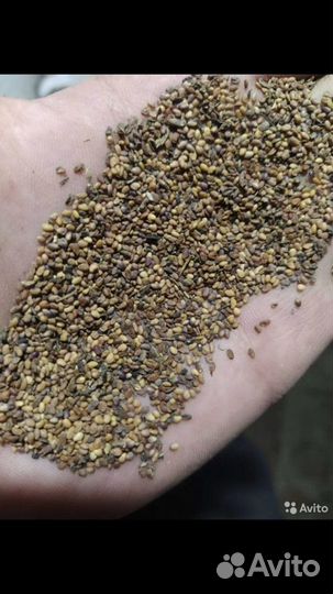 Семена люцерны