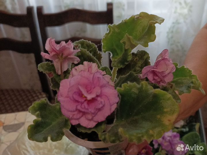 Фиалки очень к