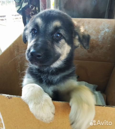 Щенки девочки