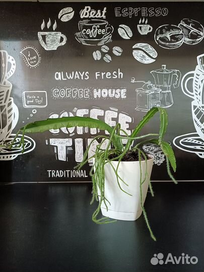 Излишки комнатных растений