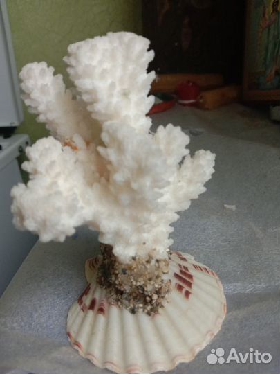 Ракушки,морские обитатели