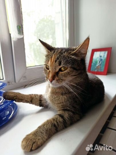 Кошка