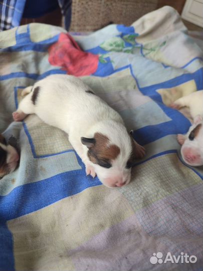 Щенки джек рассел терьер