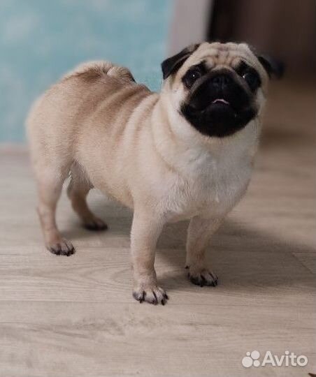 Вязка Мопс девочка