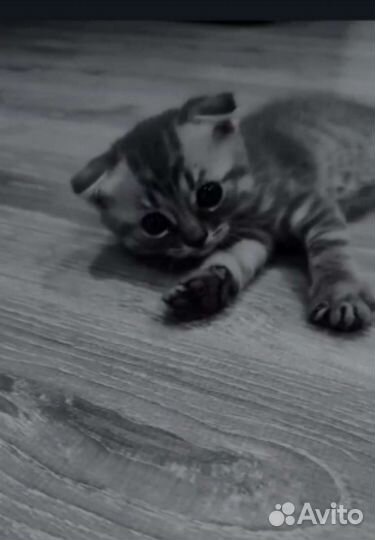 Британский вислоухий котёнок