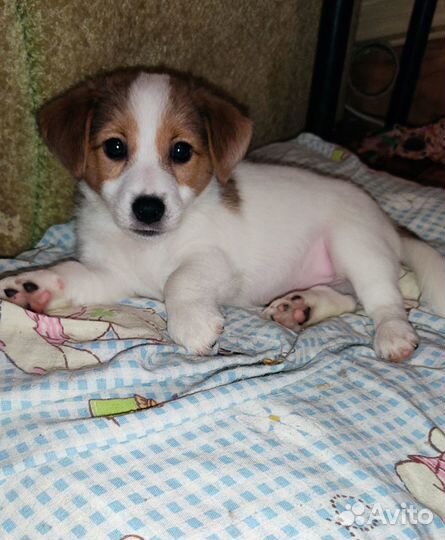 Продажа щенков Джек-рассел-терьер