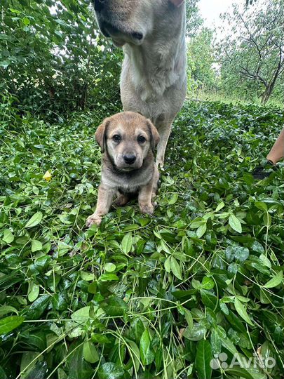 Щенки лабрадора