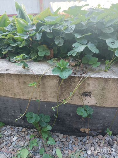 Саженцы клубники и земляники