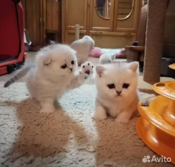 Серебристые шотландцы