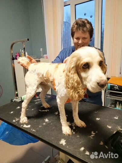 Грумер стрижка собак