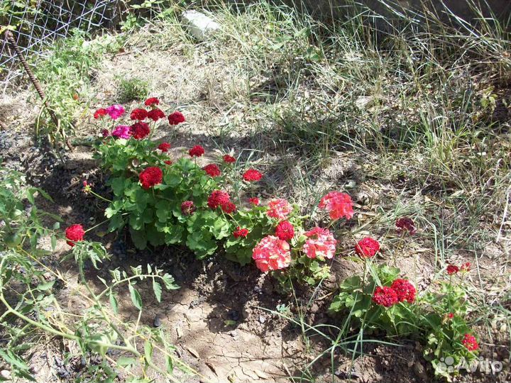 Герань и каланхое. Лимон.Фикус бенджамино