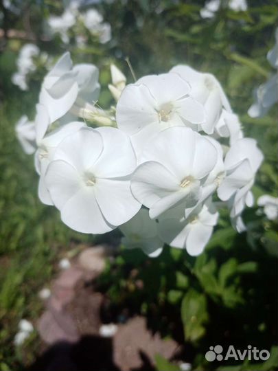 Флокс метельчатый