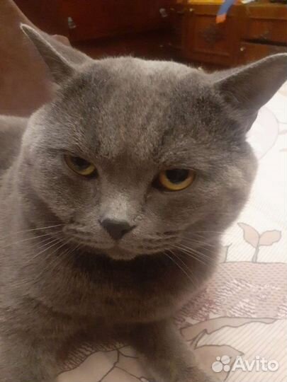 Британский кот