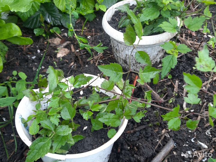 Саженцы клематиса