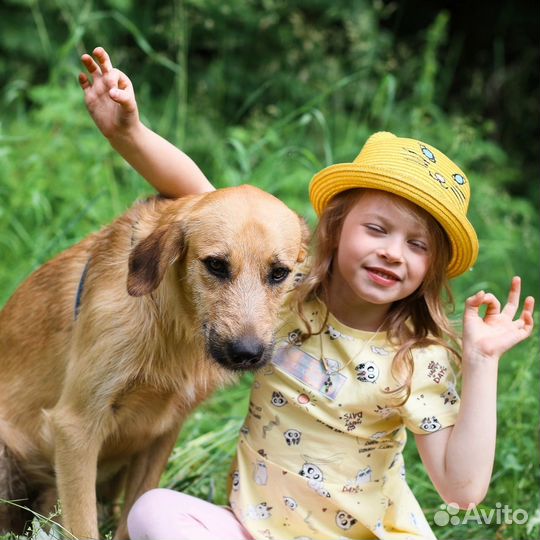 Собака ищет семью