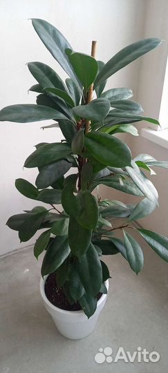 Фикус Циатистипулоа 95 см