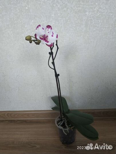 Орхидея Фаленопсис биглип молния