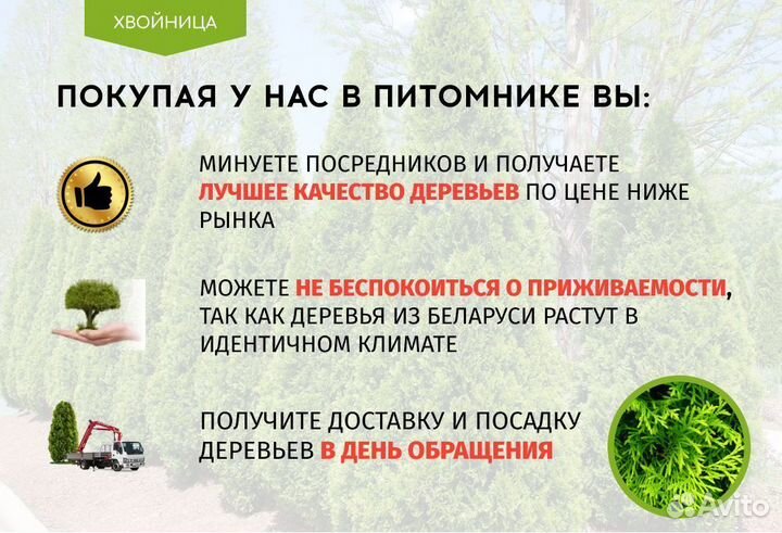 Туя Западная Колумна