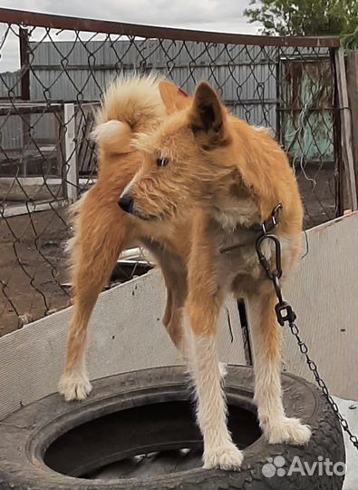 Собака дворняшка