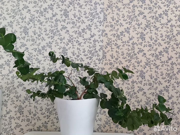 Растения экзотические комнатные