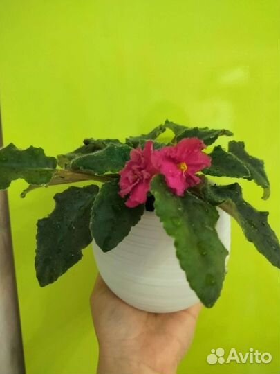 Фиалка в горшках