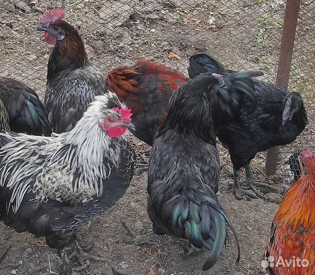 Петух амераукана