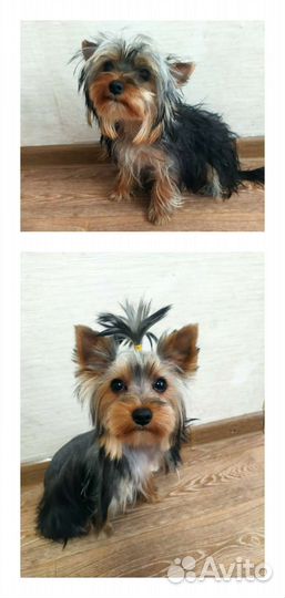 Стрижка собак (груминг)