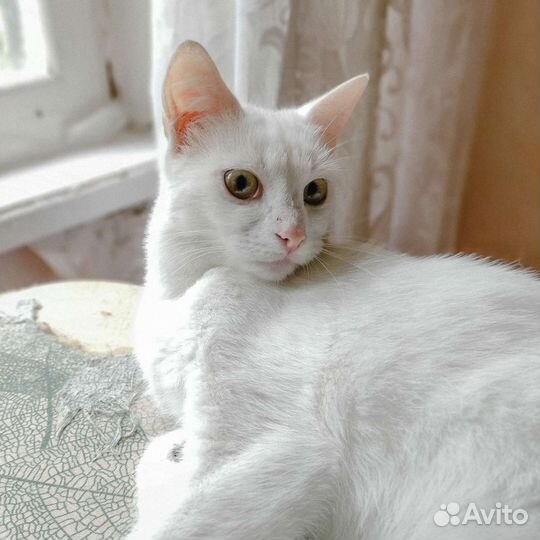 Кошки в добрые руки