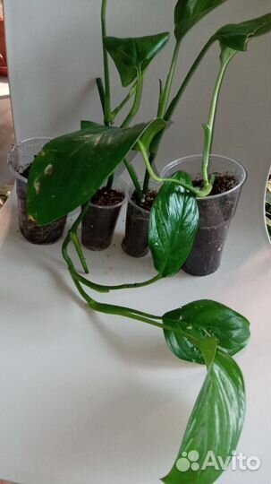 Сциндапсус пиктус, филодендроны и монстера манки