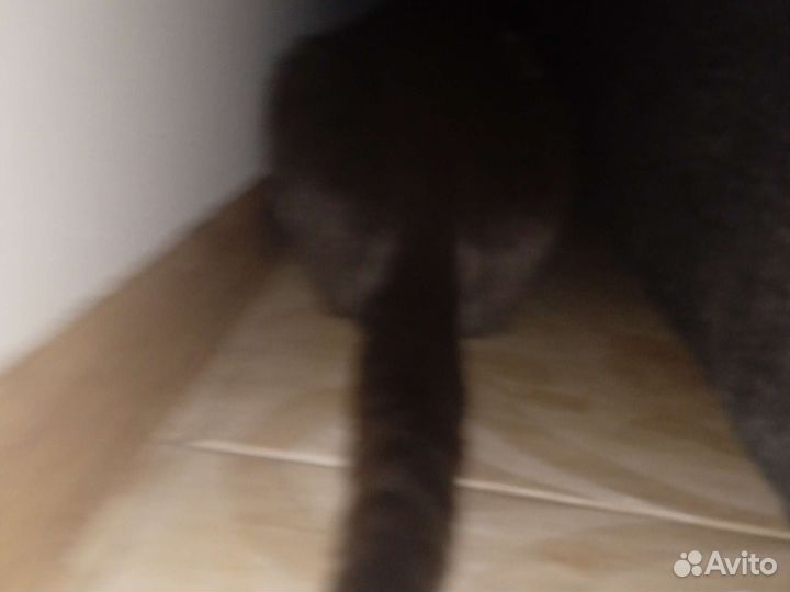 Гектор пектор золотой инжектер