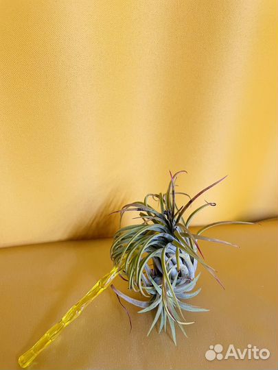 Тилландсия атмосферная