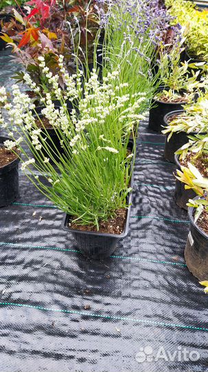 Шалфей,Лаванда, пузереплодник Дьяболо,барбарисы